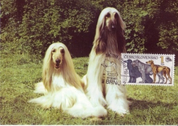 pes Afgánští chrti xxxx 98 005 CZ ** - Fauna
